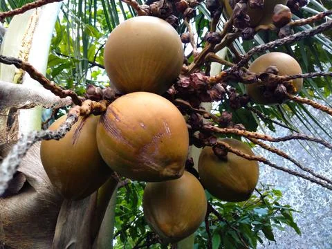 Fresh Coconut Fruit Stock Photos