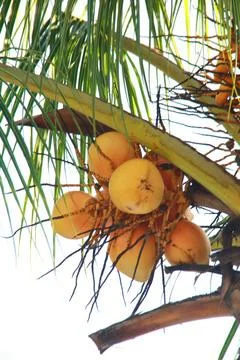 Fresh Coconut Fruit Stock-Fotos