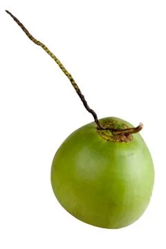 Fresh coconut isolated Stock Photos