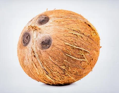 Fresh Coconut Isolated on White Background, Tropical Hard-Shelled Fruit wit.. Stock Photos