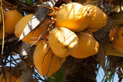 Fresh coconut Stock Photos
