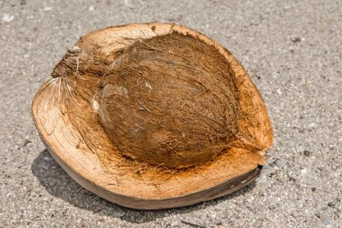 Fresh coconut Stock Photos