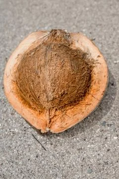 Fresh coconut Stock Photos