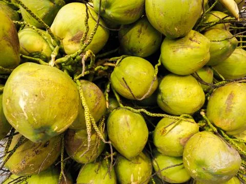 Fresh coconut . Stock Photos