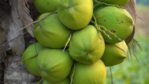 Fresh coconut on the tree, coconut cluster on coconut tree Stock Footage 128213947