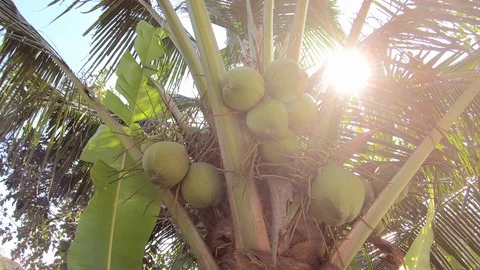 The fresh coconut on the tree Stock Footage