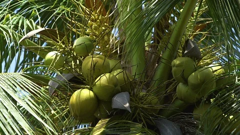 Fresh Coconut On The Tree Video stock 101700410