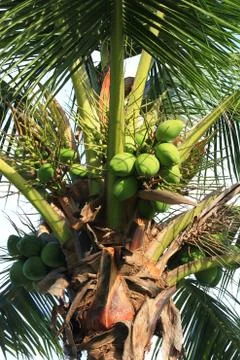 Fresh coconut on the tree. Stock Photos