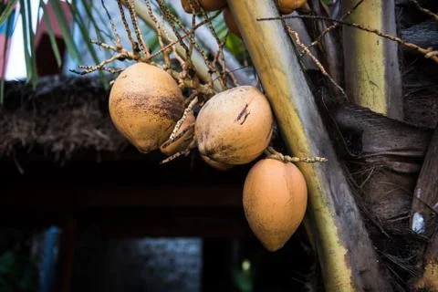 Fresh Coconut on Tree Stock Photos