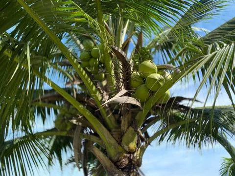 Fresh coconut on the tree Stock Photos