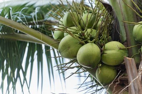 Fresh coconuts on the coconut tree on a clear blue sky day. Sweet coconuts... Stock Photos