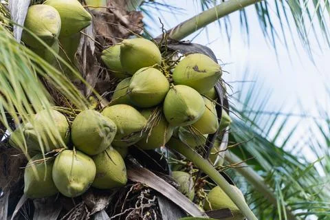 Fresh coconuts on the coconut tree on a clear blue sky day. Sweet coconuts... Stock Photos