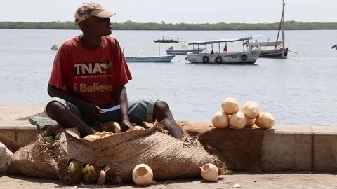 Fresh Coconuts Stock Footage 70941954