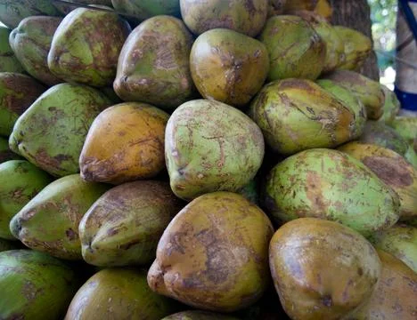 Fresh Coconuts, Goa, India. Stock Photos