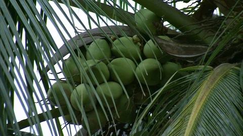 Fresh coconuts growing on palm tree Stock Footage 89067330