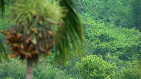Fresh coconuts growing on palm tree Видео 89067366