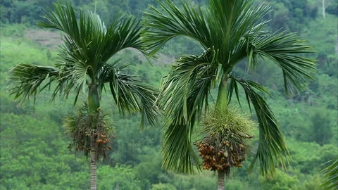 Fresh coconuts growing on palm tree Stockbeeldmateriaal 89067409