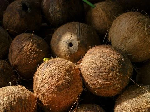 Fresh coconuts at the market Stock Photos