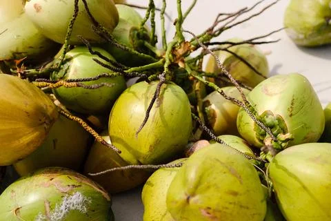 Fresh coconuts picked on the beach on a sunny day show off their bright col.. Fotos Stock