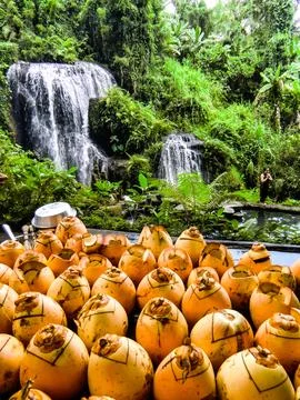 Fresh coconuts for the purification in Hindu temple at in Taman Beji Griya Water Stock Photos