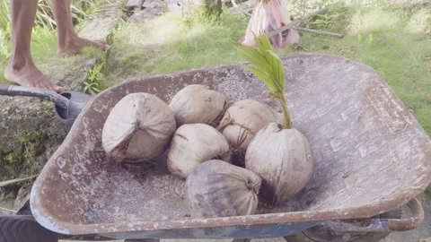 Fresh Coconuts in Rustic Wheelbarrow in Tropical Village Indonesia Vídeos de archivo 333081033