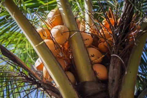Fresh coconuts weigh on the palm tree Stock Photos