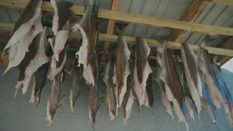 Fresh Cod Fish Hung Up To Dry - Process Of Making Salted Codfish. - low Stock Footage 162438270
