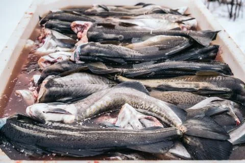 Fresh Cod Fish salting in a box from Norwegian Sea, Lofoten, Norway. Foto stock