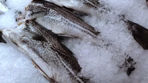 Fresh codfish. Fresh fish market. Retail store. Video stock 287993003