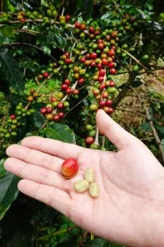 Fresh coffee bean from coffee cherry Stock Photos