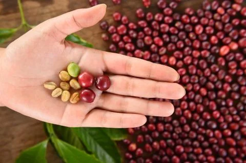 Fresh coffee bean in hand on red berries coffee Stock Photos
