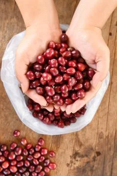 Fresh coffee bean in hand on red berries coffee Stock Photos