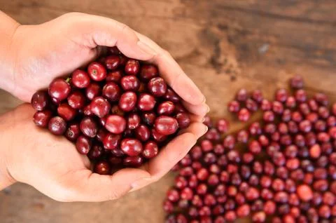 Fresh coffee bean in hand on red berries coffee Stock Photos