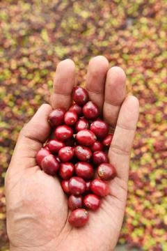 Fresh coffee bean in hand on red berries coffee Foto stock