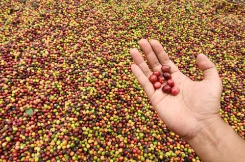 Fresh coffee bean in hand on red berries coffee Stock Photos