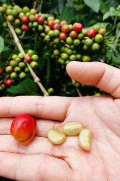 Fresh coffee bean 库存照片