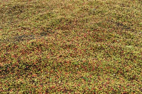 Fresh coffee bean Stock Photos