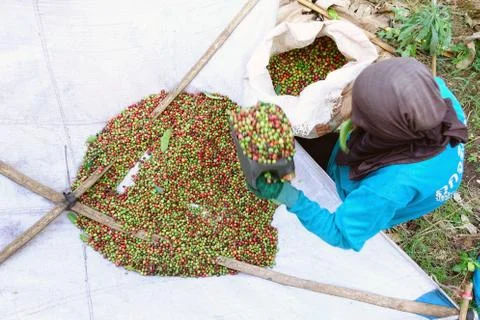 Fresh coffee bean Foto stock