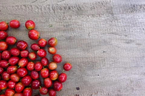 Fresh coffee bean Stock Photos