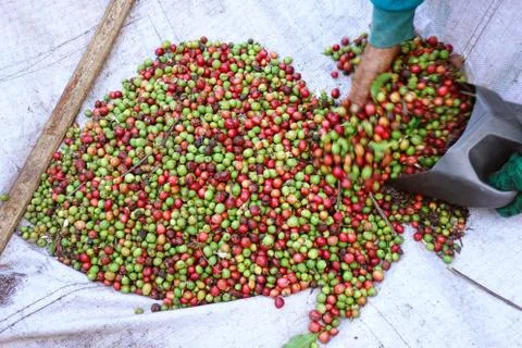 Fresh coffee bean Foto stock