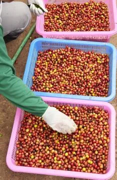 Fresh coffee bean Stock Photos
