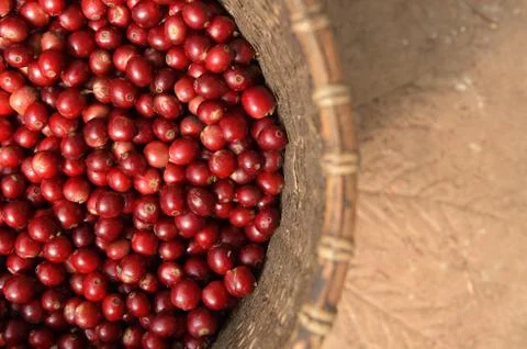 Fresh coffee bean Stock Photos