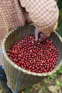 Fresh coffee bean Foto stock