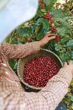 Fresh coffee bean Stock Photos
