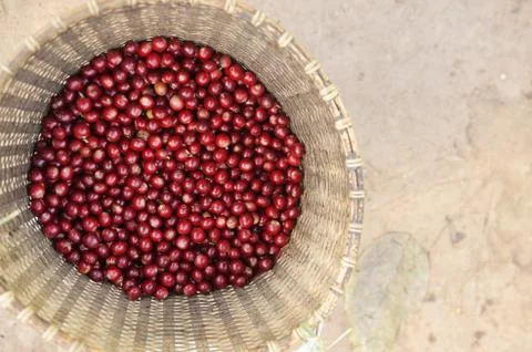 Fresh coffee bean Stock Photos