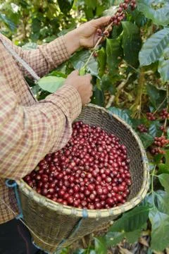 Fresh coffee bean Stock Photos