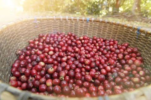 Fresh coffee bean 스톡 사진