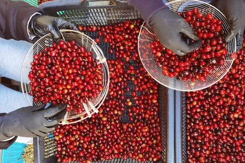 Fresh coffee bean Stock Photos