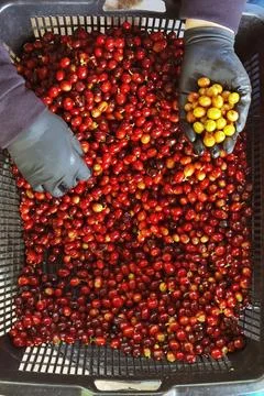 Fresh coffee bean Stock Photos