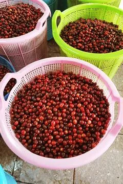 Fresh coffee bean Stock Photos